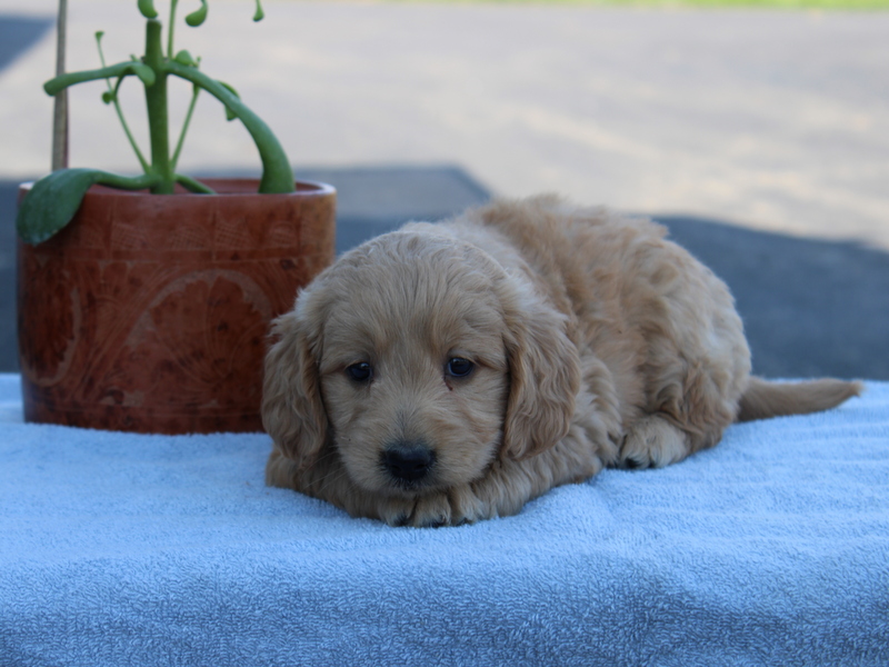 puppy, for, sale, Mini Golden Doodle F1, Matthew B. Stoltzfus, dog, breeder, Gap, PA, dog-breeder, puppy-for-sale, forsale, nearby, find, puppyfind, locator, puppylocator, aca